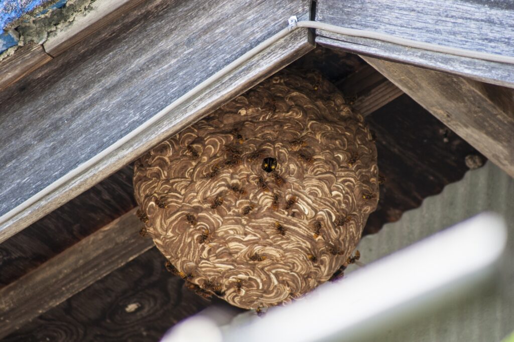 スズメバチの巣を自分で駆除するのはリスクが高い