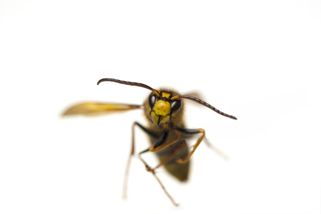 キイロスズメバチの特徴と見分け方