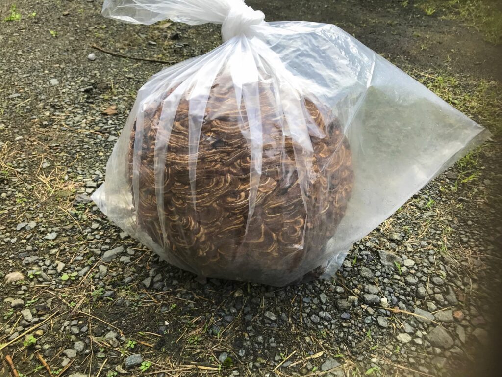 チャイロスズメバチの駆除方法