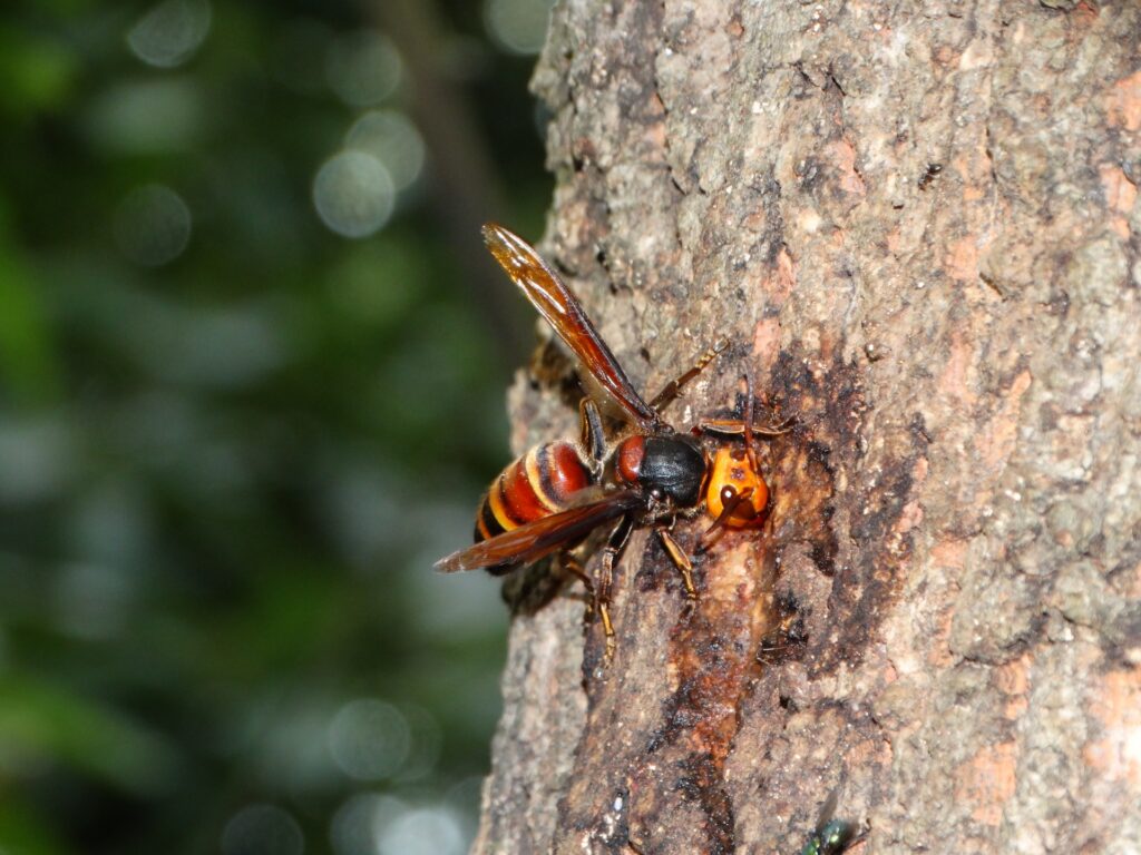 ヒメスズメバチの危険性