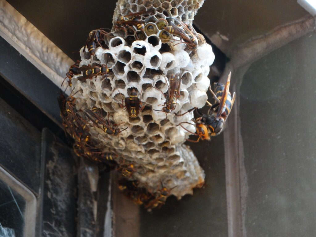 特殊なヒメスズメバチの生態