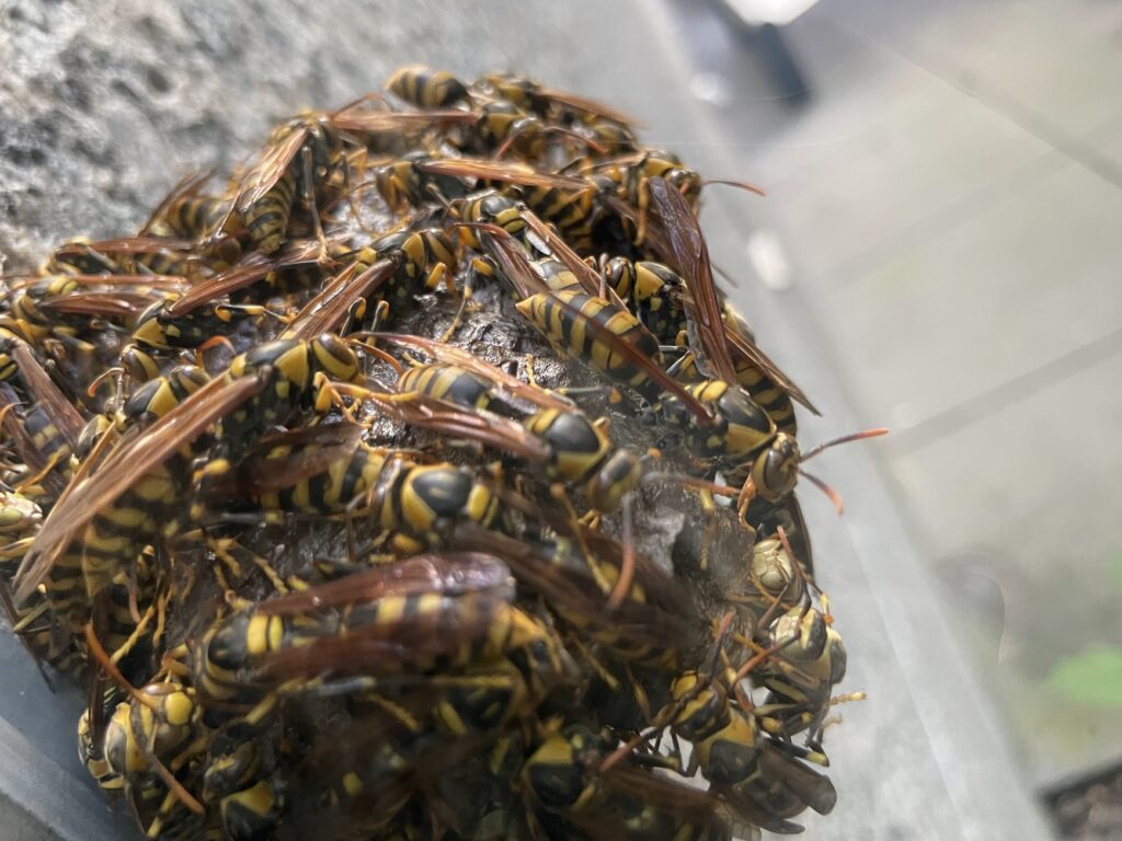 キイロスズメバチの巣の駆除方法