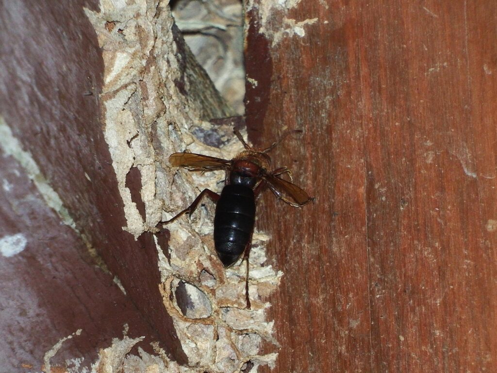 チャイロスズメバチの危険姓