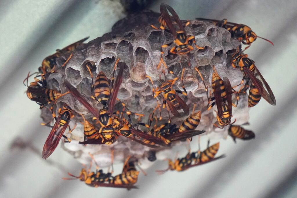 ヒメスズメバチの巣の特徴と対処法