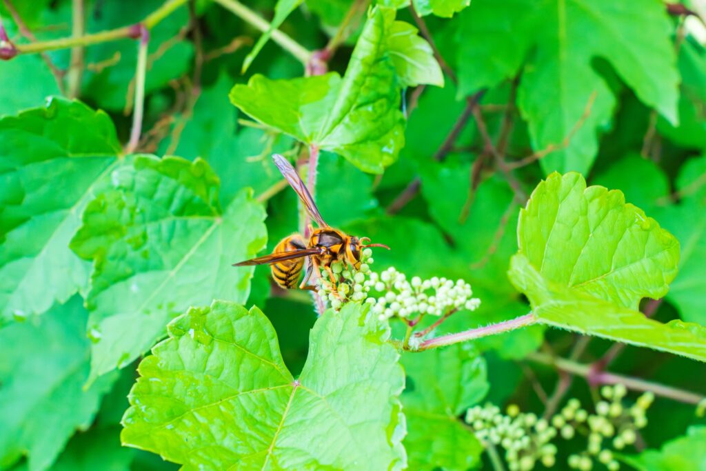 キイロスズメバチの攻撃性や危険度