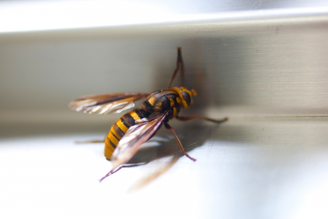 スズメバチのオスの特徴
