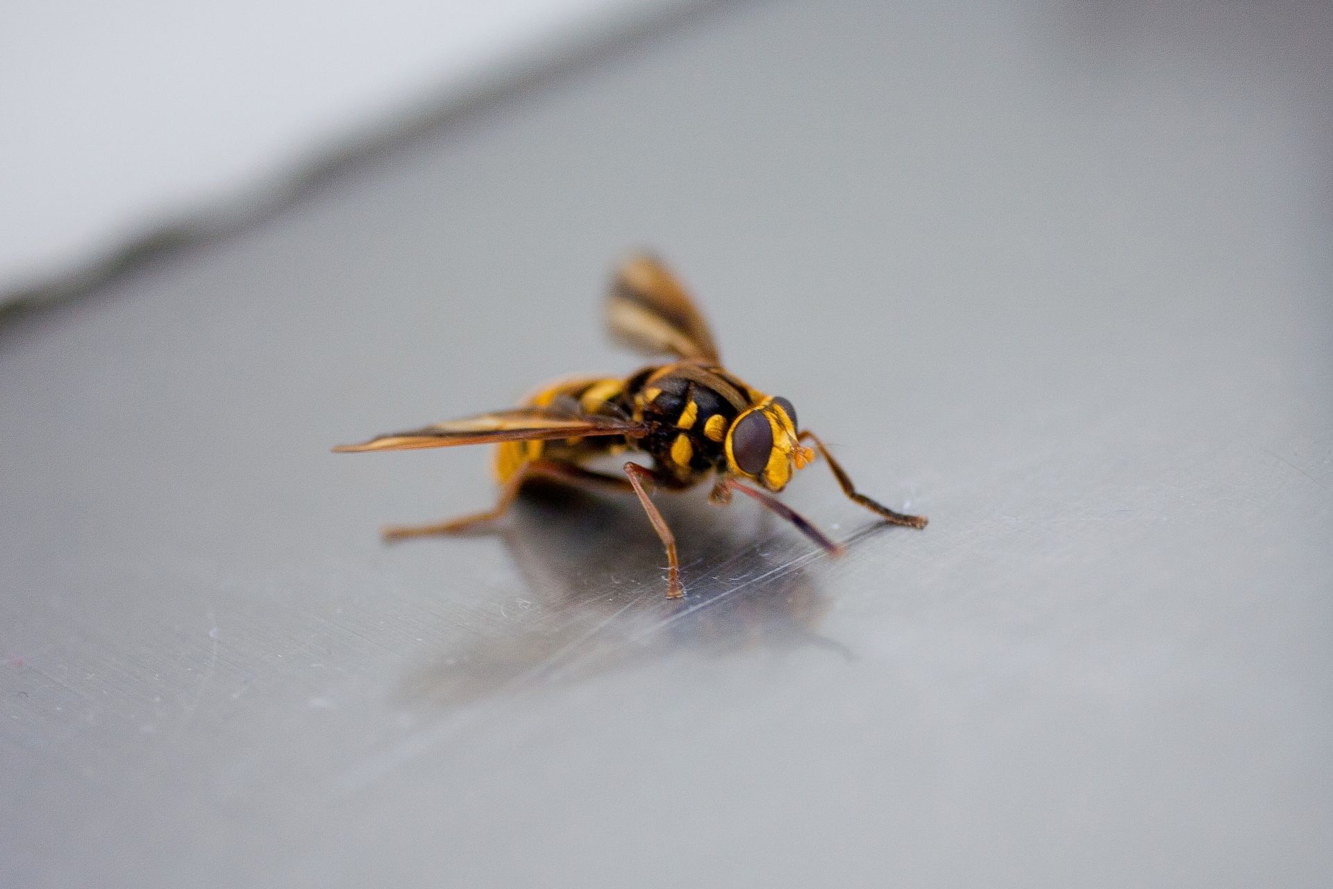 雄蜂との違い3つ