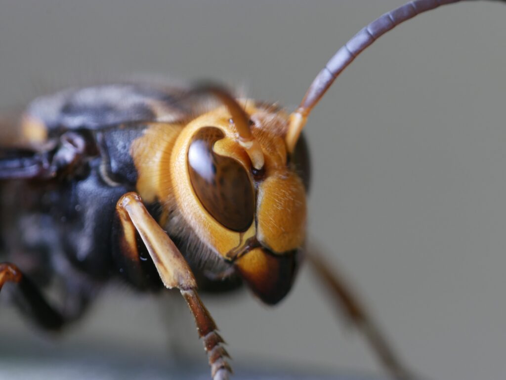 迫力ある大きさで身近に生息するコガタスズメバチ