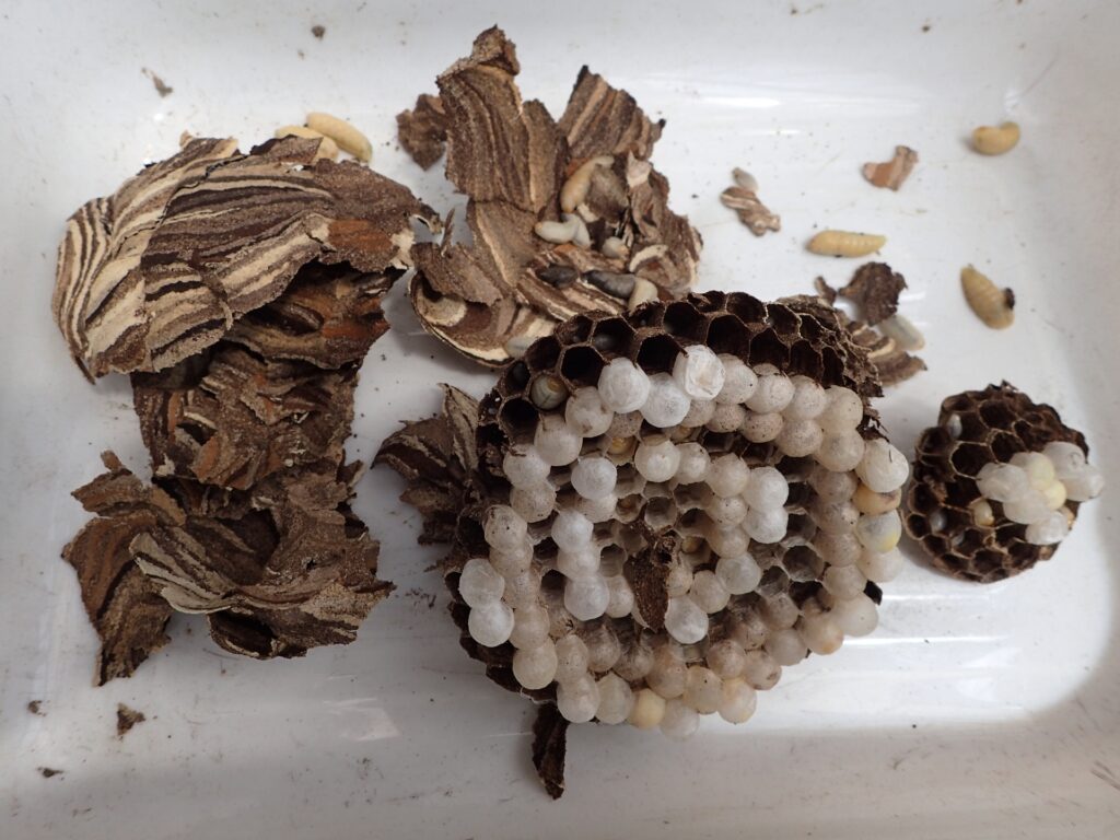 スズメバチの駆除方法