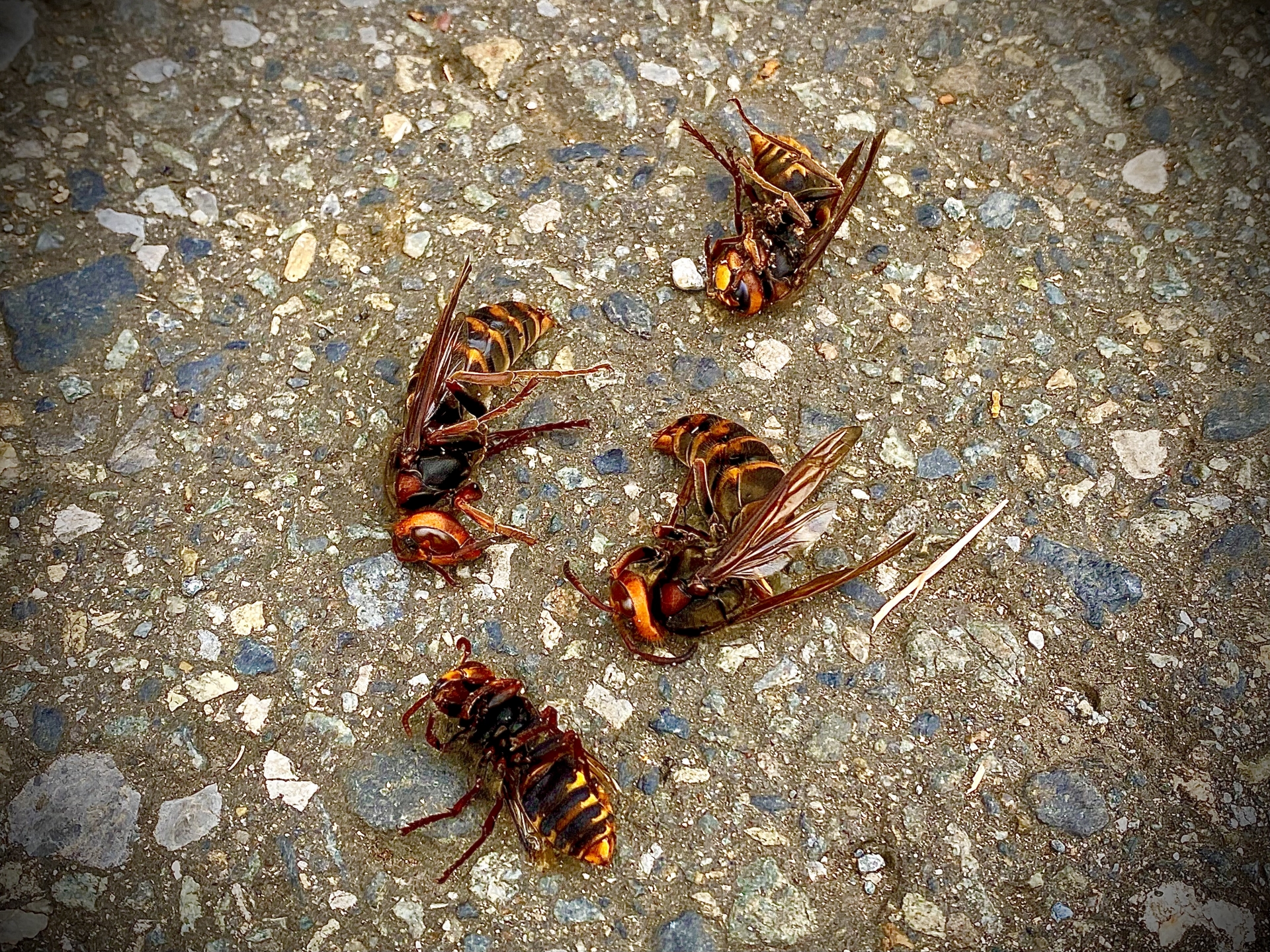 スズメバチの駆除方法3選