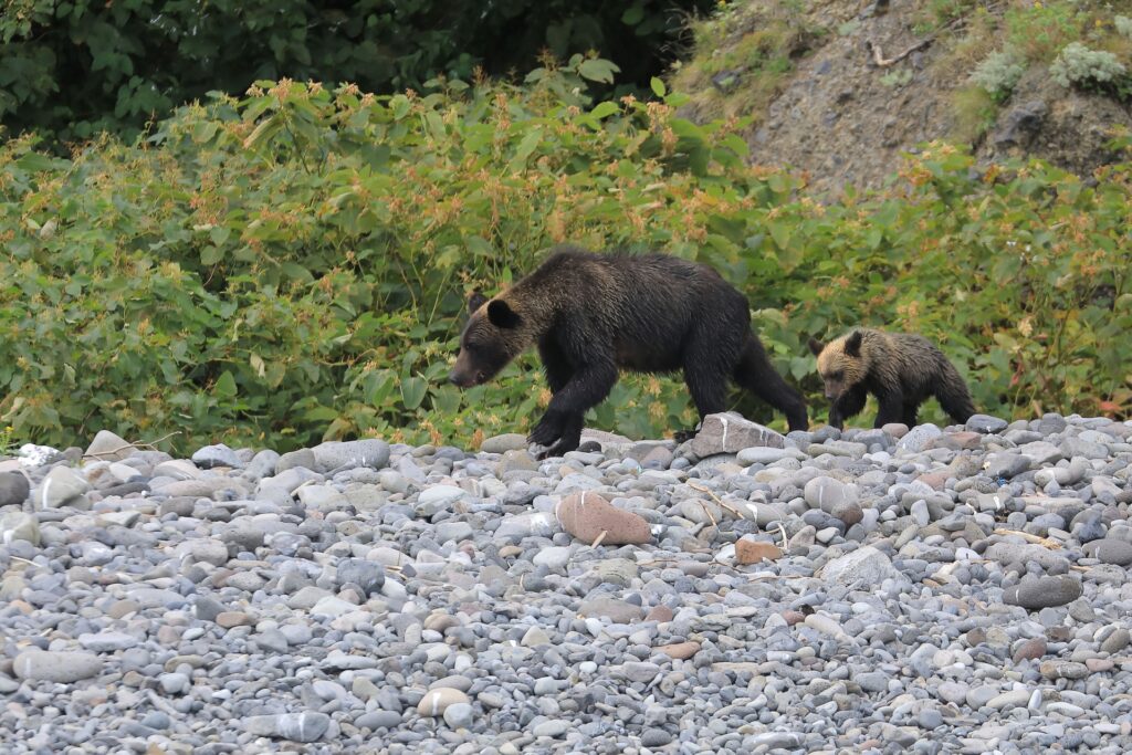 サナギや幼虫を狙って巣ごと襲撃する “クマ”