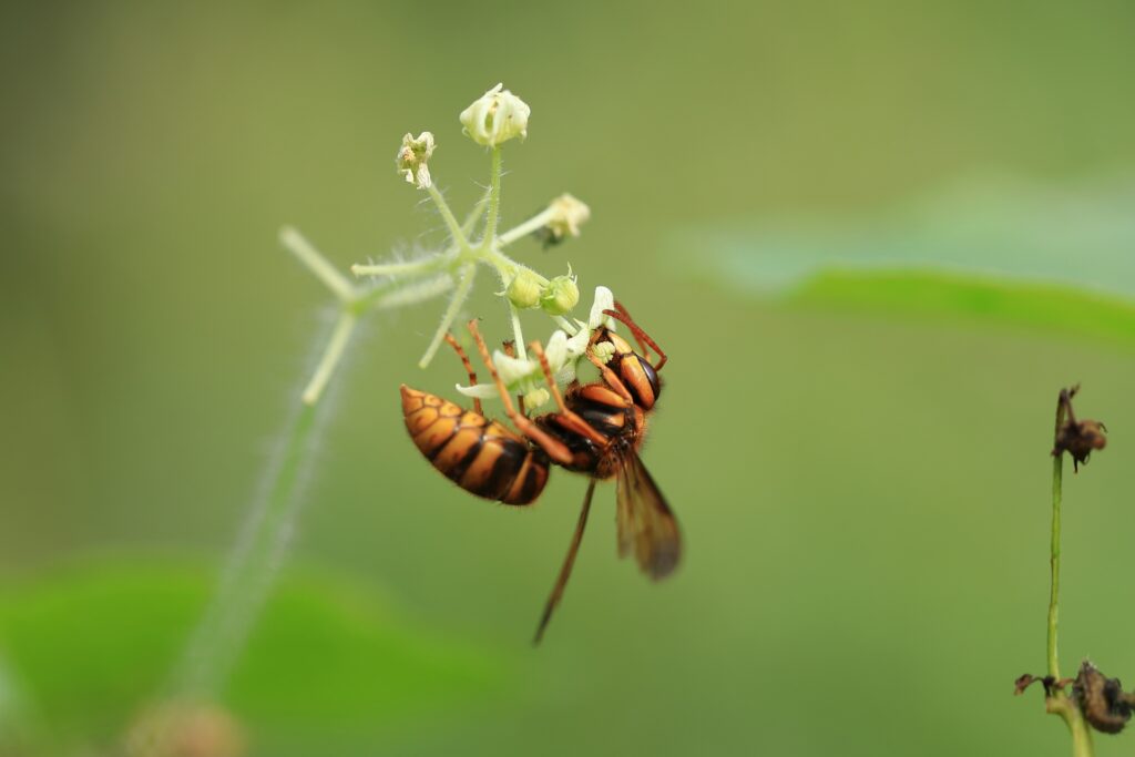 被害最多！獰猛で攻撃性の高いキイロスズメバチ