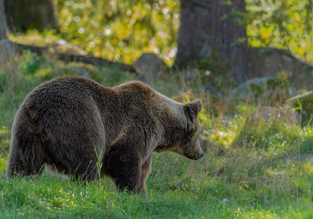 哺乳類に分類されるスズメバチの天敵