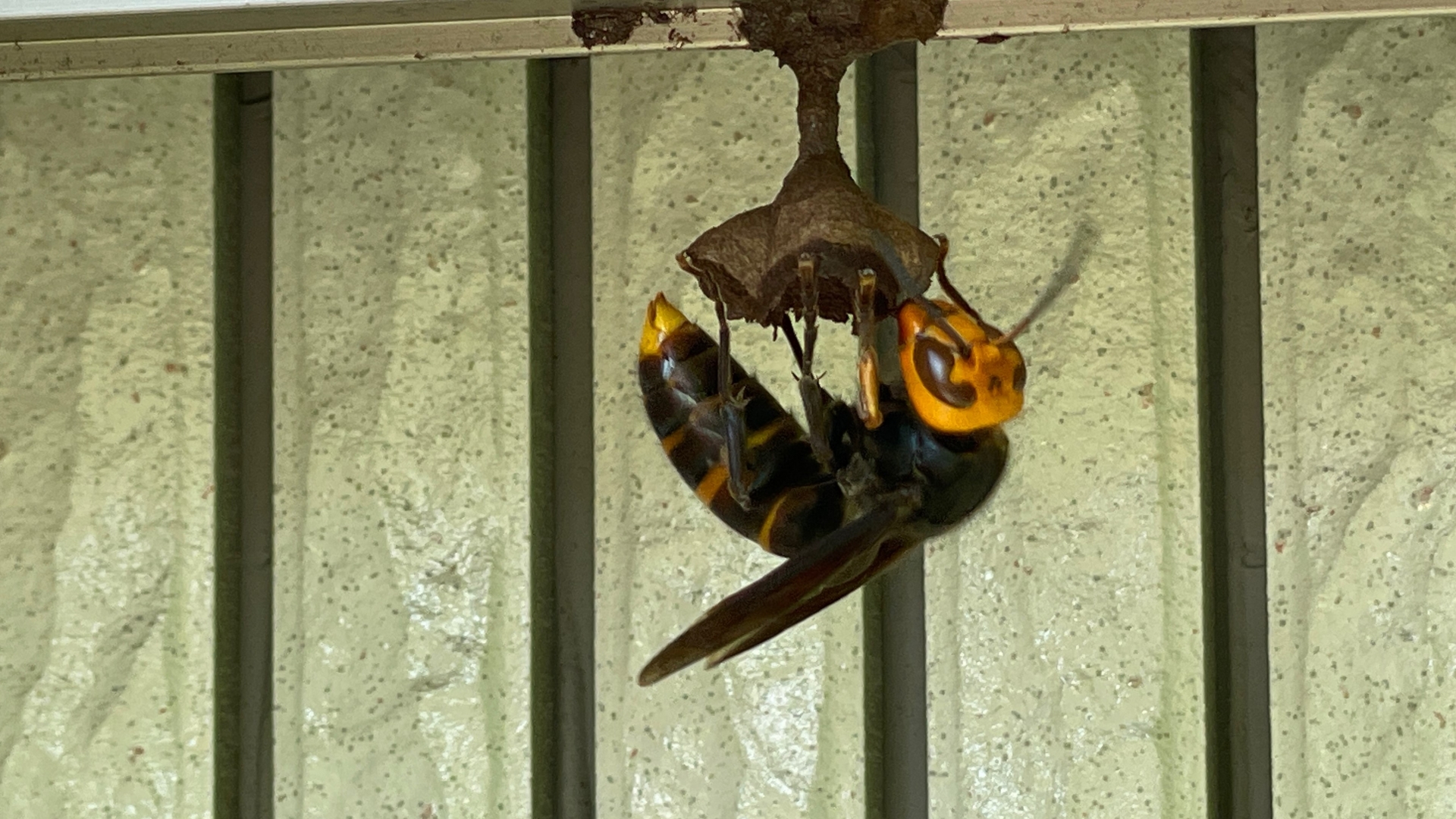 女王蜂が巣を作る場所