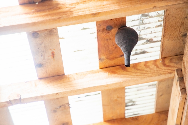 スズメバチの巣の特徴と見分け方