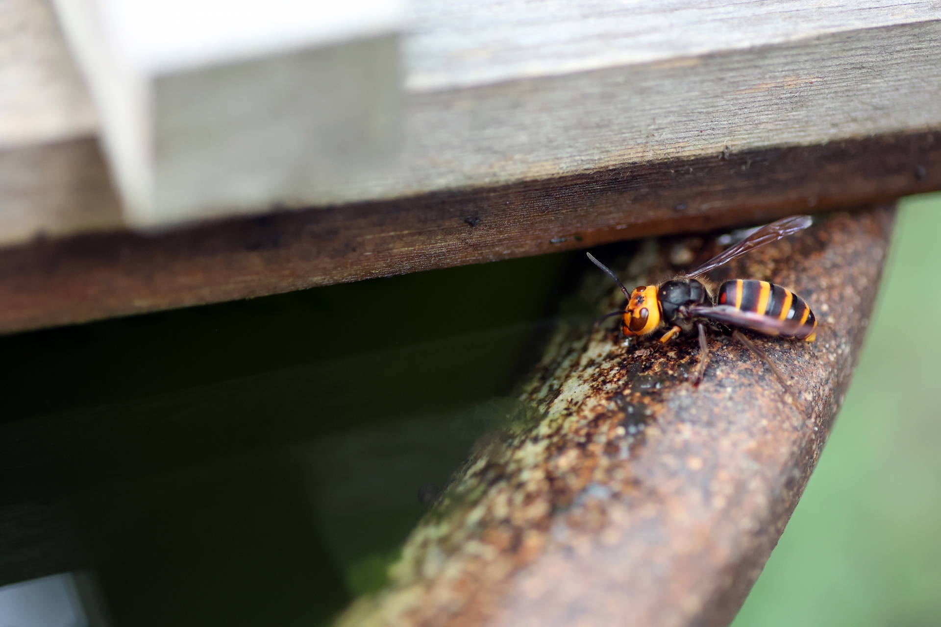 スズメバチを寄せ付けない対策法3選