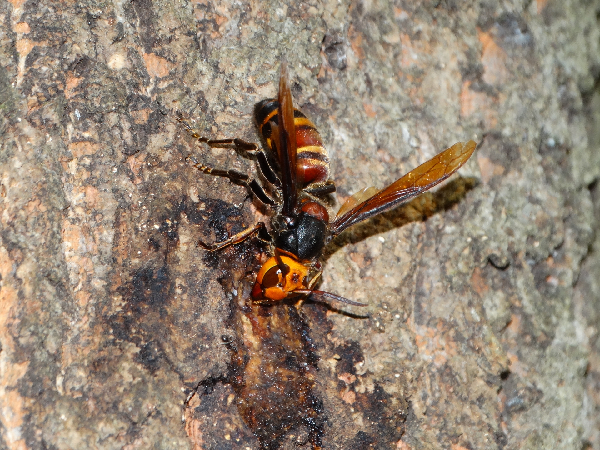 ヒメスズメバチ