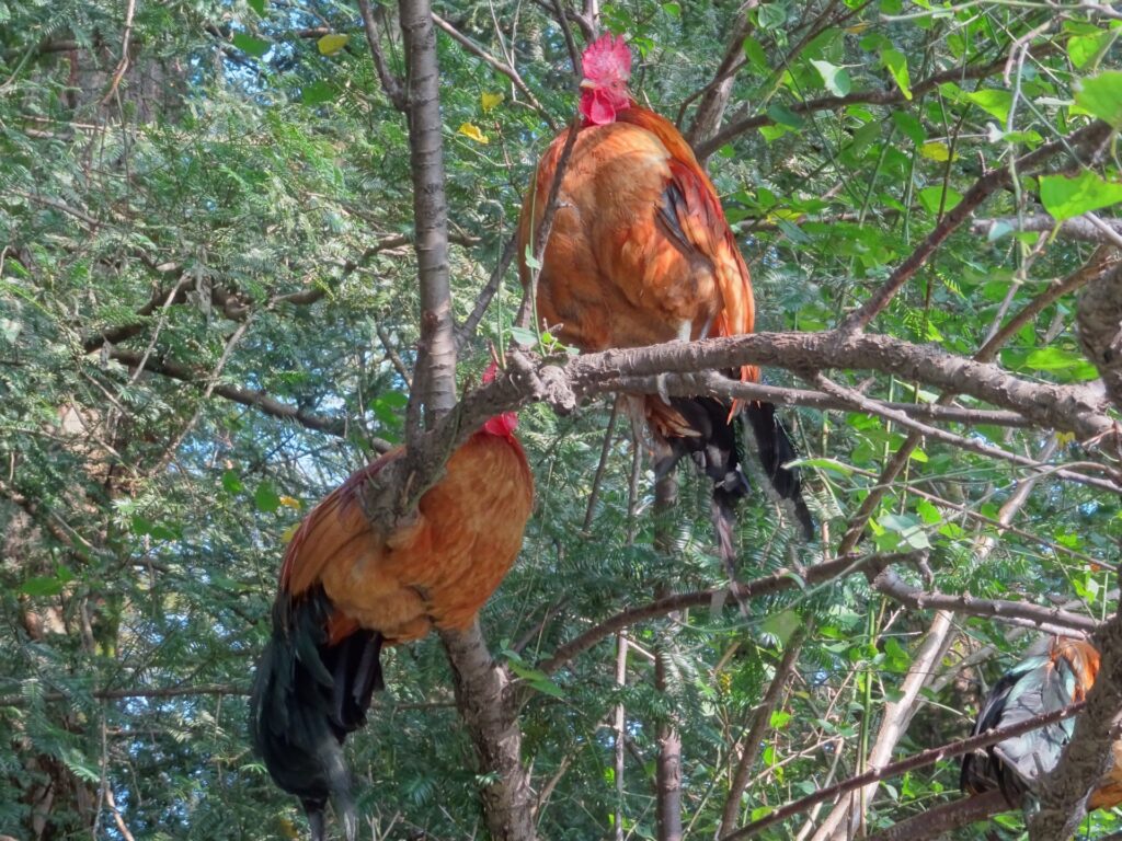 アジアに生息する野生の ”ニワトリ (海外) ”