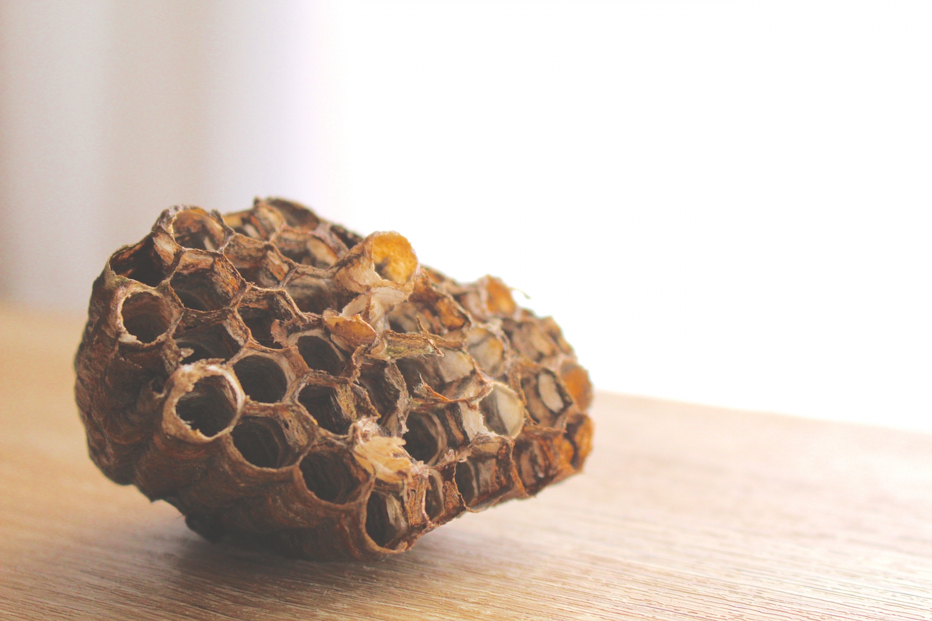 秋のスズメバチ駆除は専門業者に依頼しよう