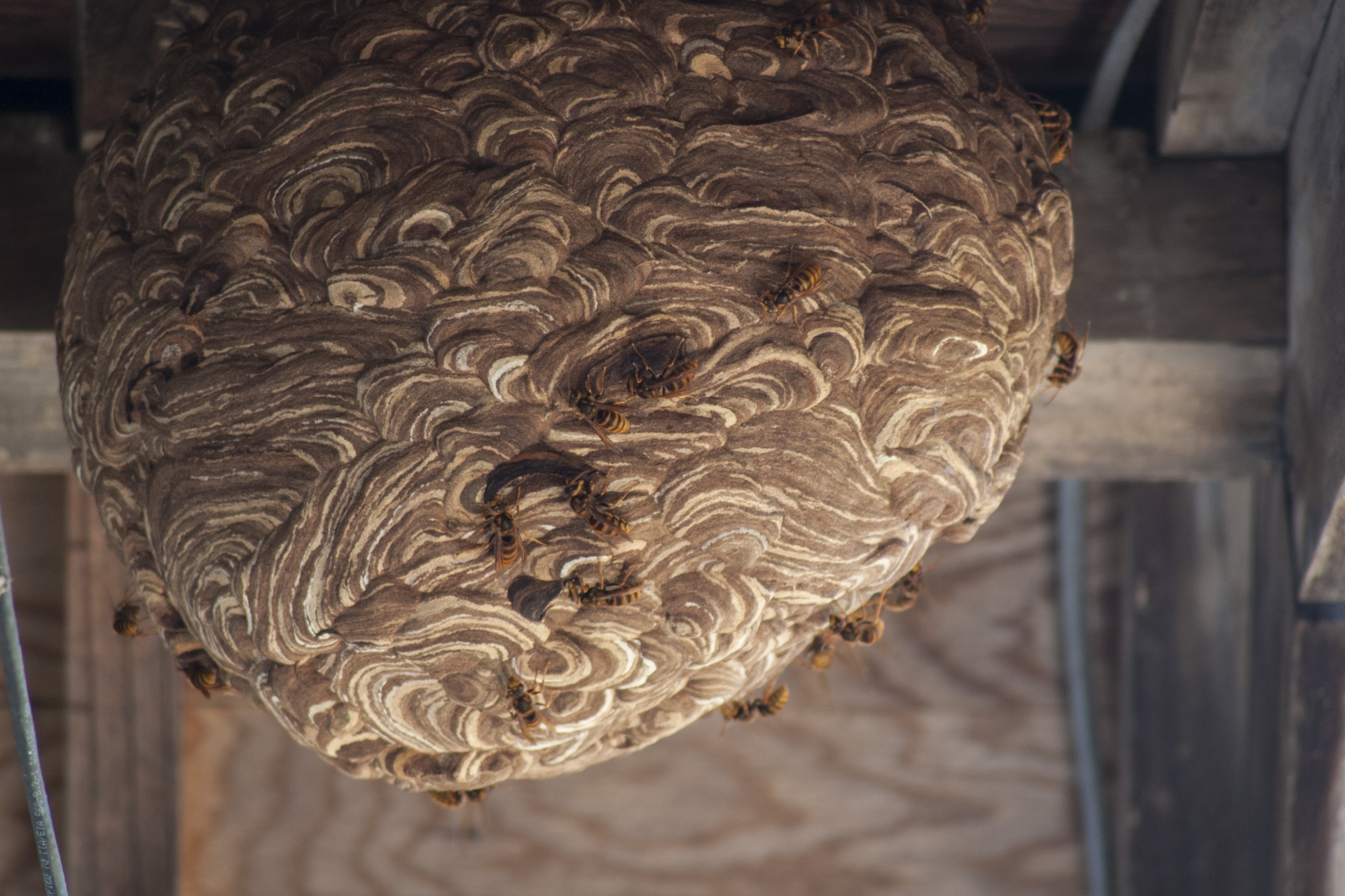 スズメバチが一匹でもいたら巣がある可能性が高い