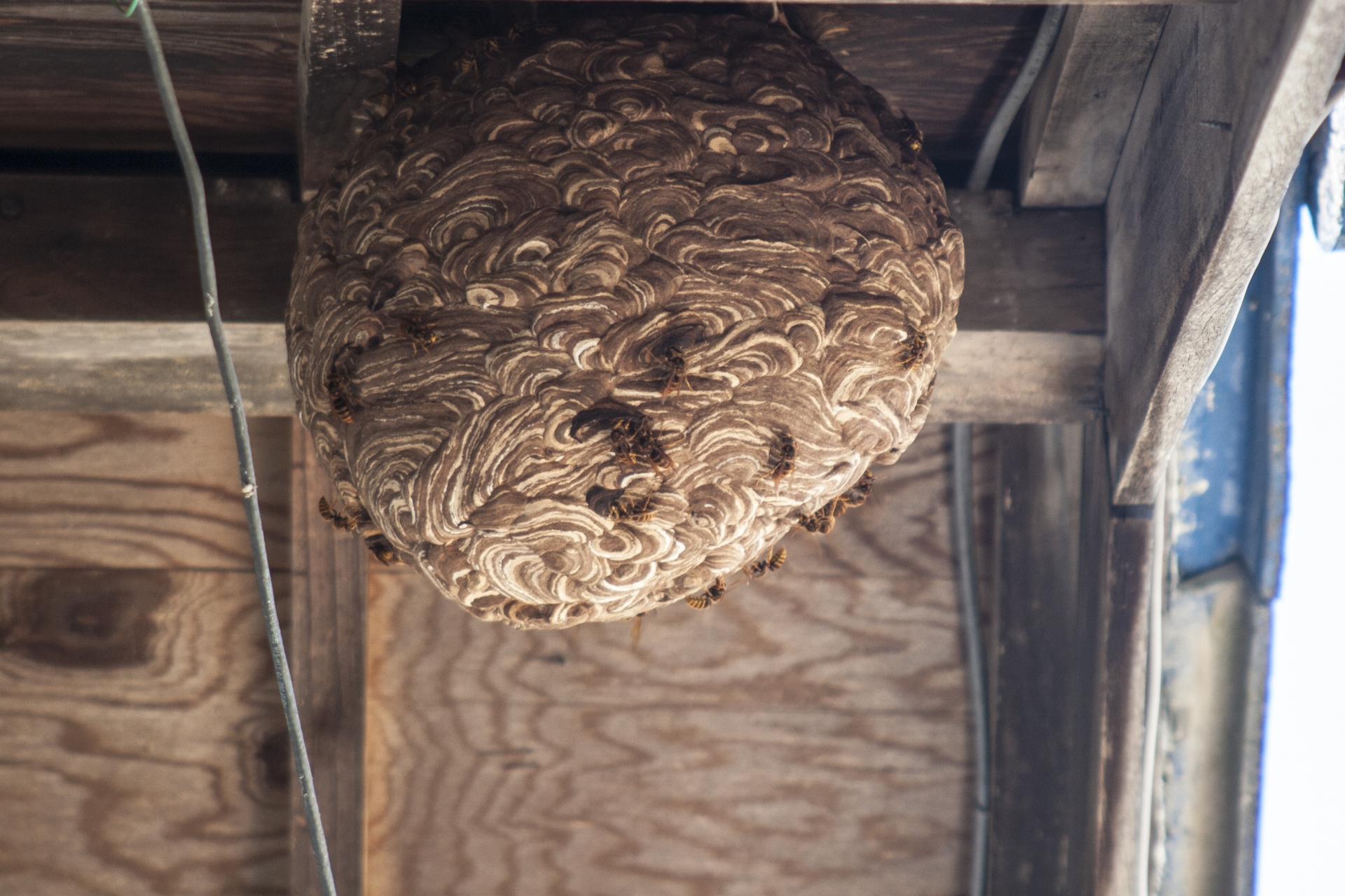 大きな巣を自力で退治するのがほぼ不可能な理由