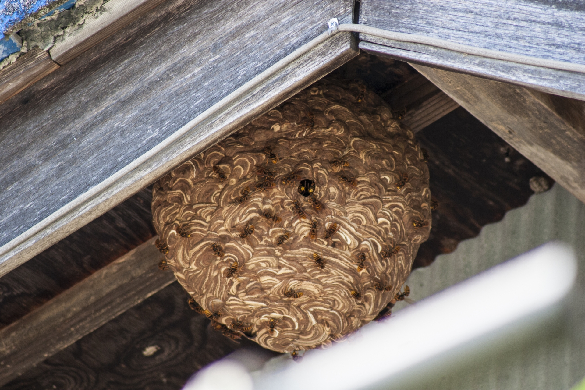 スズメバチが作る巣の特徴
