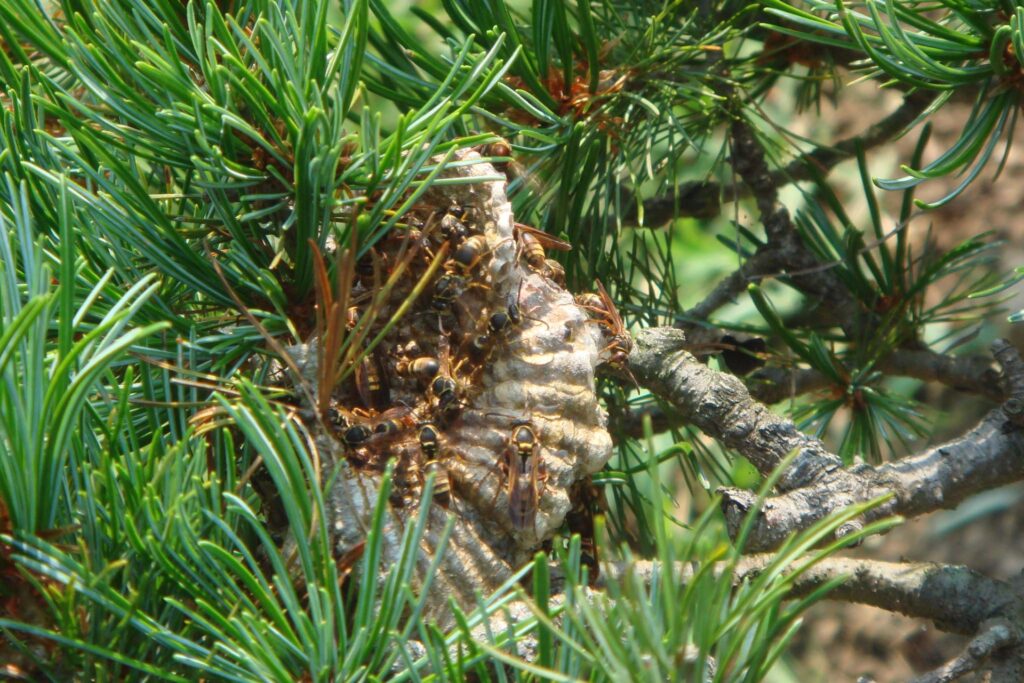 クロスズメバチの生態