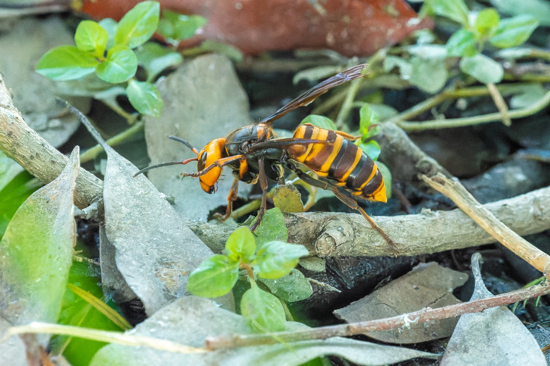 蜂の種類ごとの費用相場と特徴