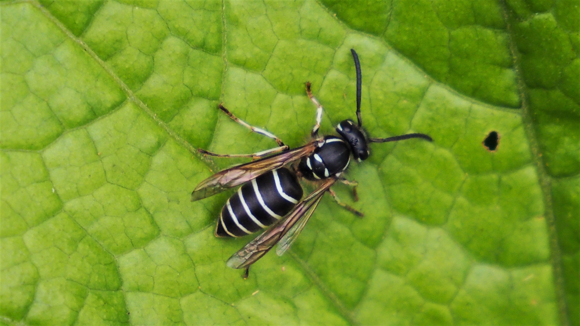 クロスズメバチ