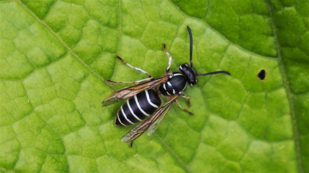 蜂の子を食べる地域もあるクロスズメバチ