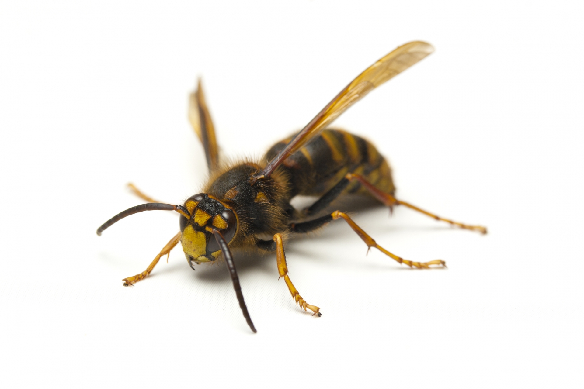 キイロスズメバチ