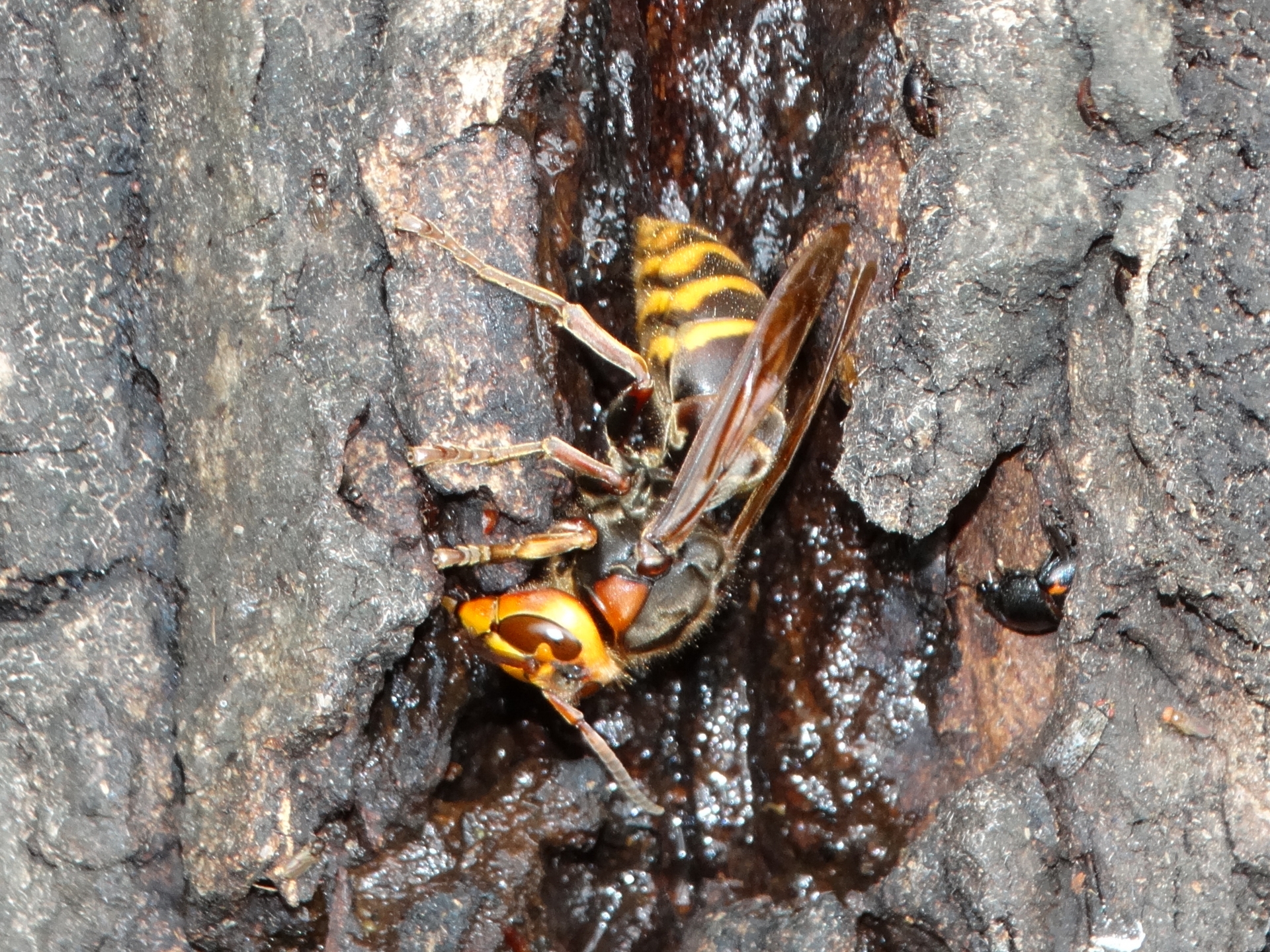 モンスズメバチ