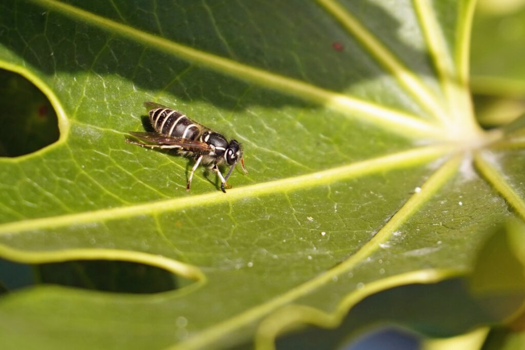 クロスズメバチの生態