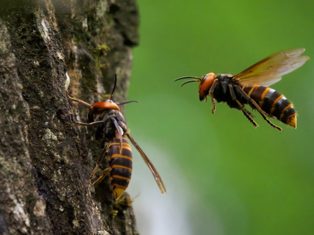 同属種でのスズメバチの天敵