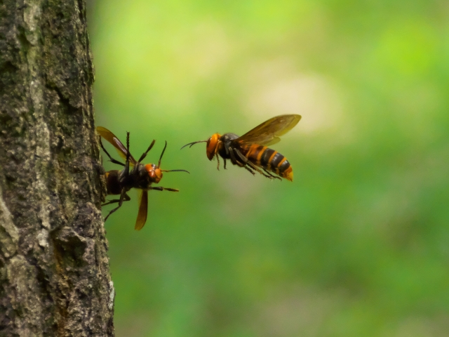 スズメバチに遭遇した後の対処法