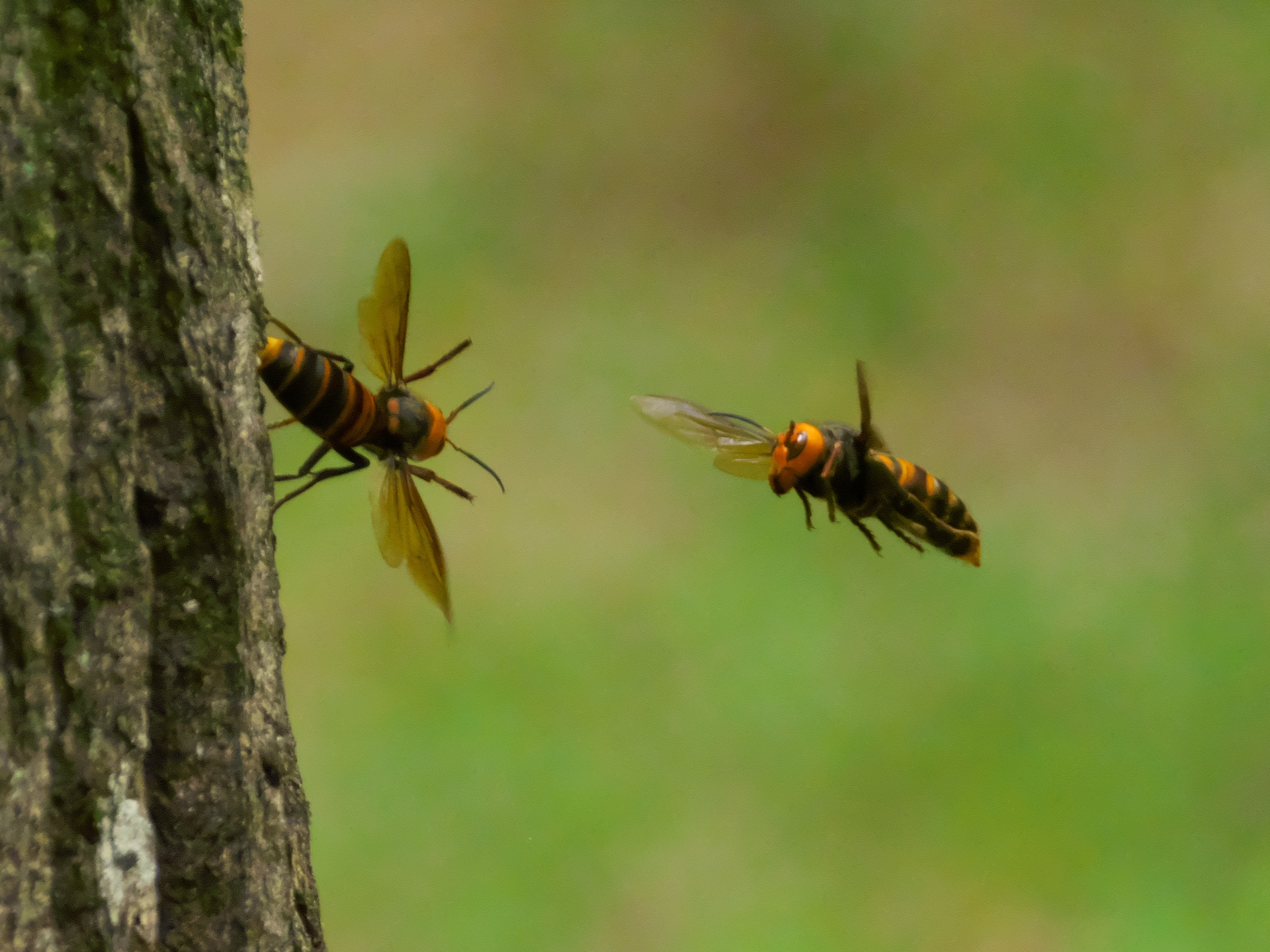 【夏】スズメバチが最も活発な季節