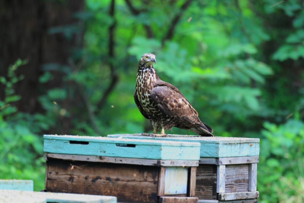 巣を襲撃するタカ科の鳥 “ハチクマ”