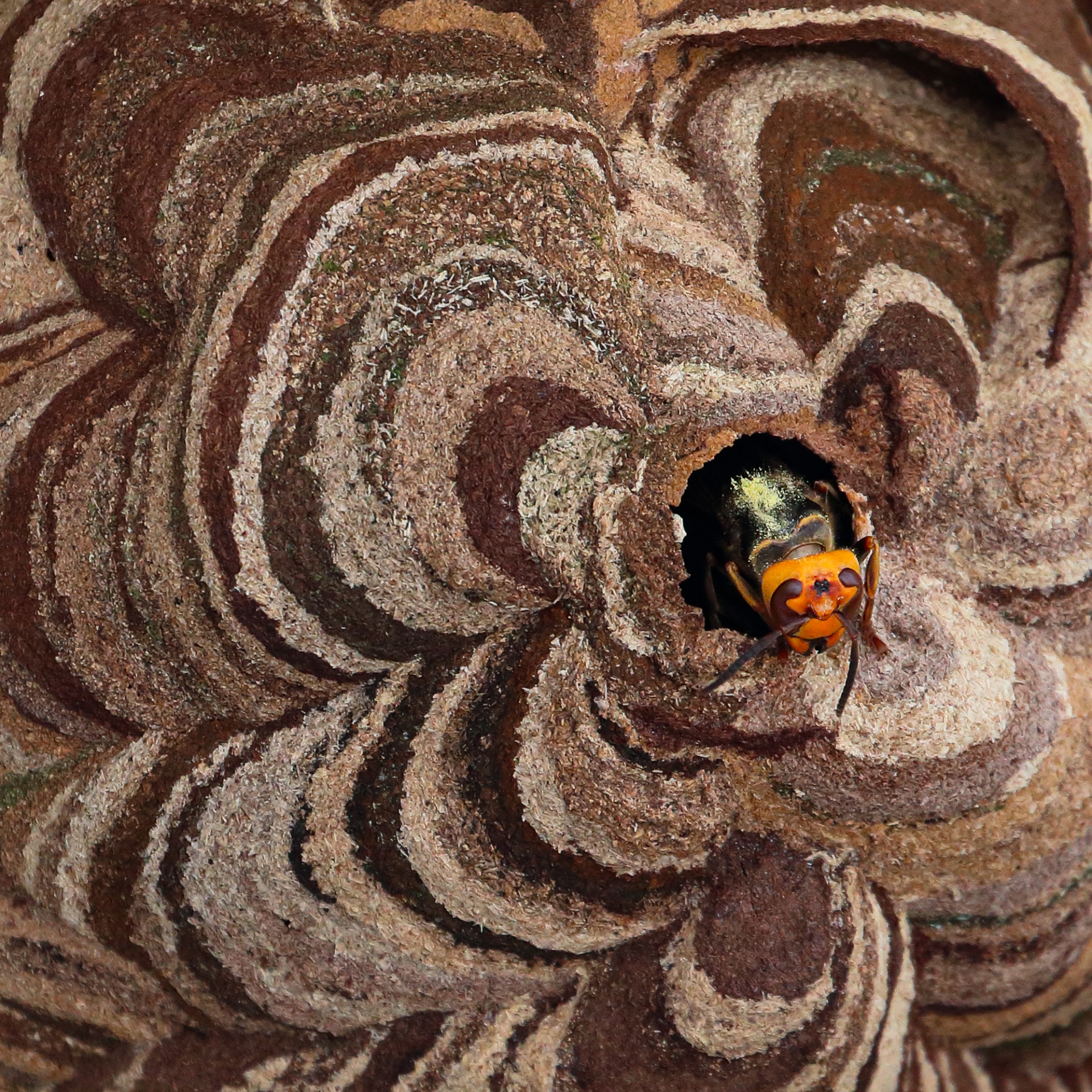 スズメバチが作る巣の特徴