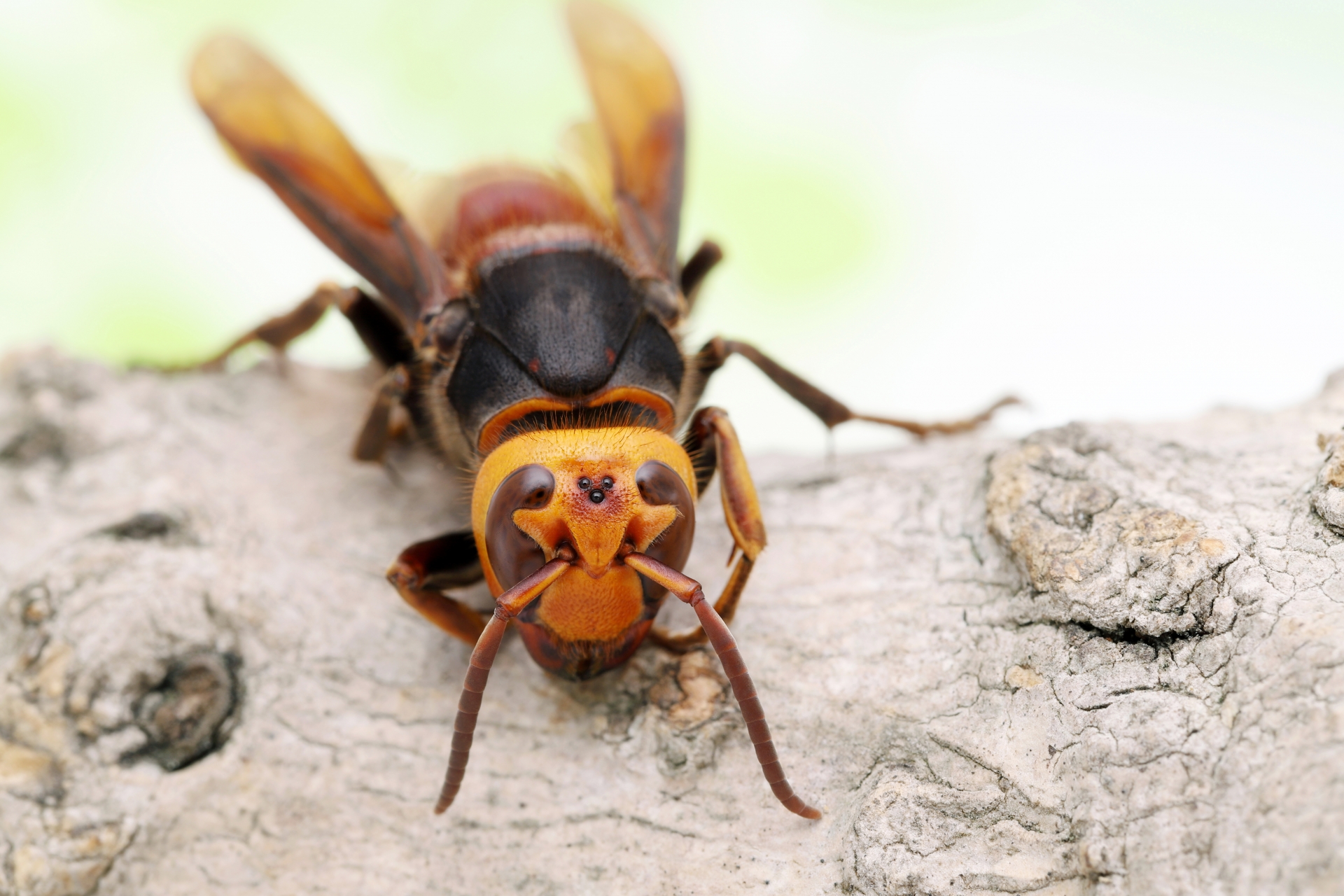 蜂駆除専門業者のメリット5つ