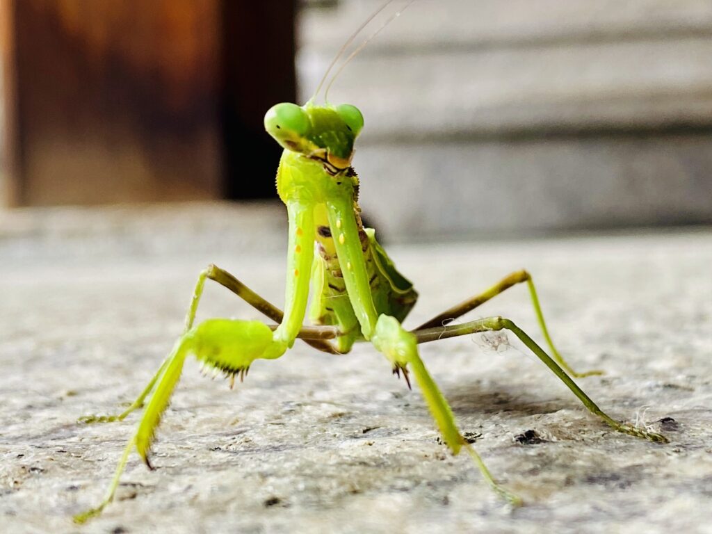 鋭い前脚でスズメバチを捉える ”オオカマキリ”
