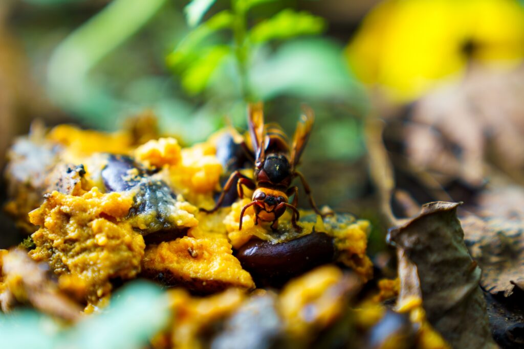 同属種の巣を襲って幼虫を奪う “オオスズメバチ“