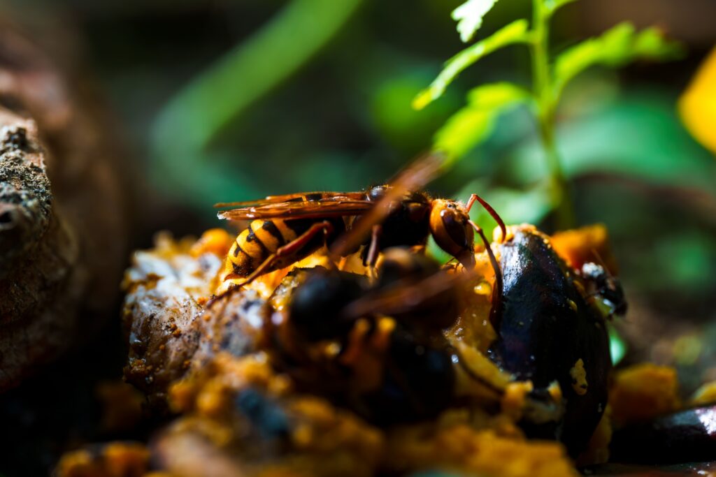 暗くても活動できる危険なモンスズメバチ