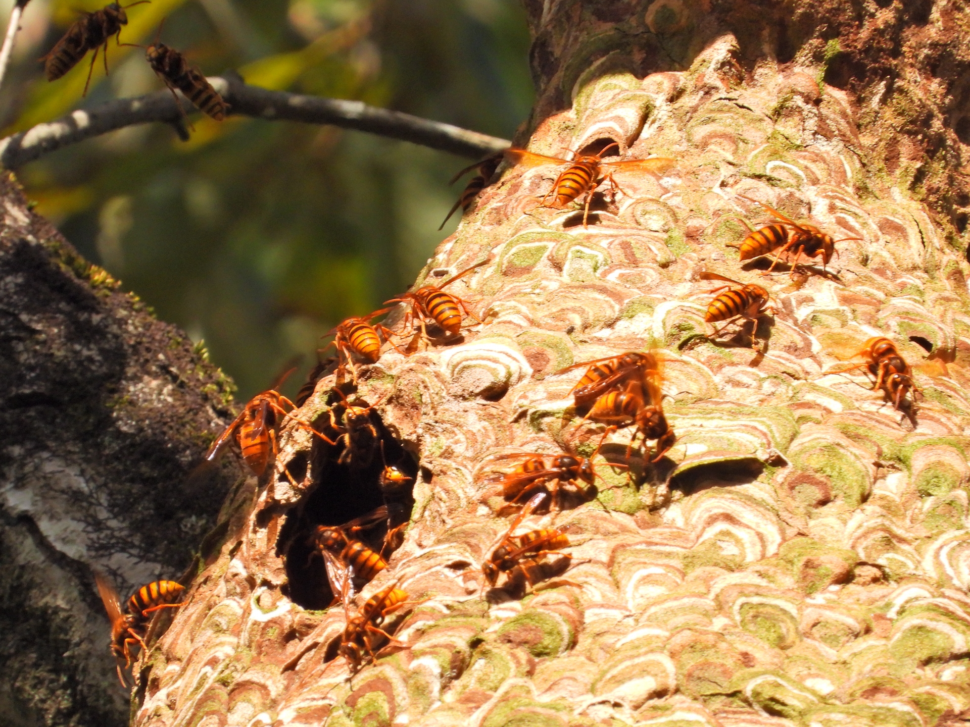 【秋】スズメバチが繁殖活動を開始!攻撃性は継続