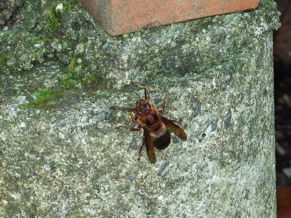 キイロスズメバチの巣を乗っ取る “チャイロスズメバチ“