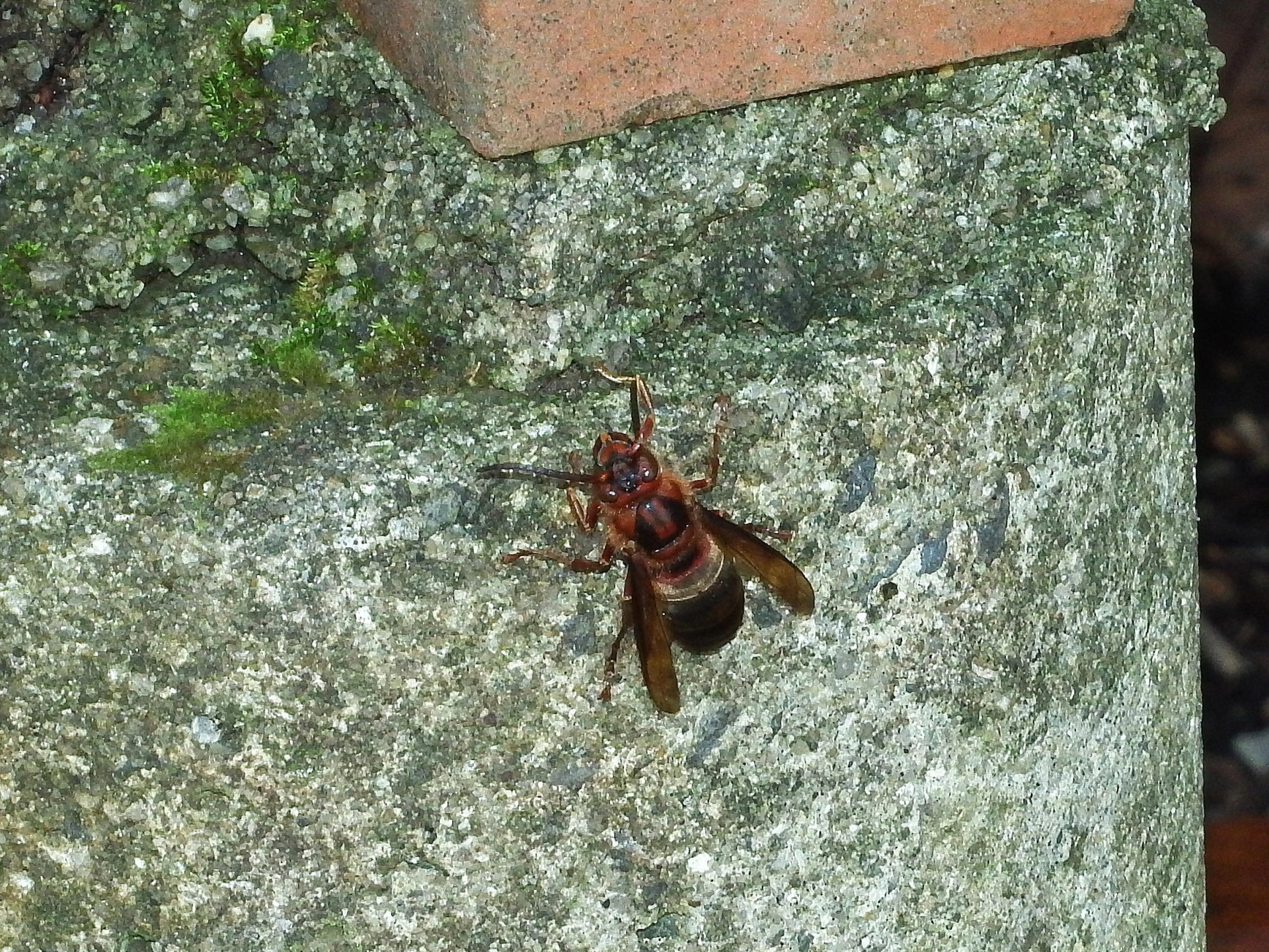 チャイロスズメバチ