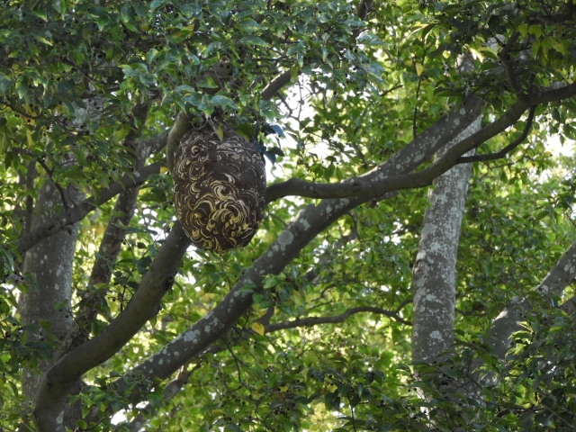 スズメバチの巣における季節ごとの変化