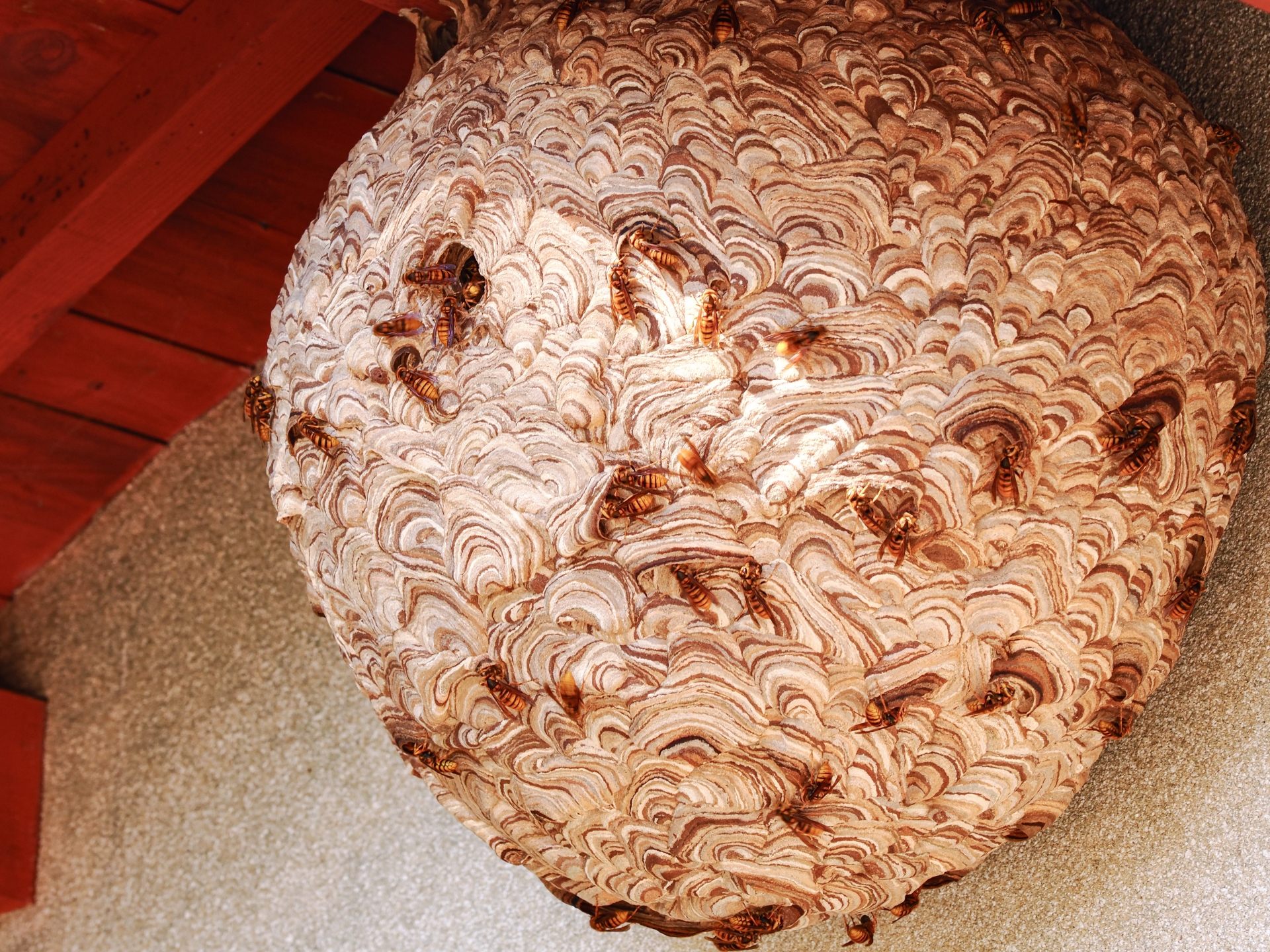 自力で退治するのが危険と言われている理由