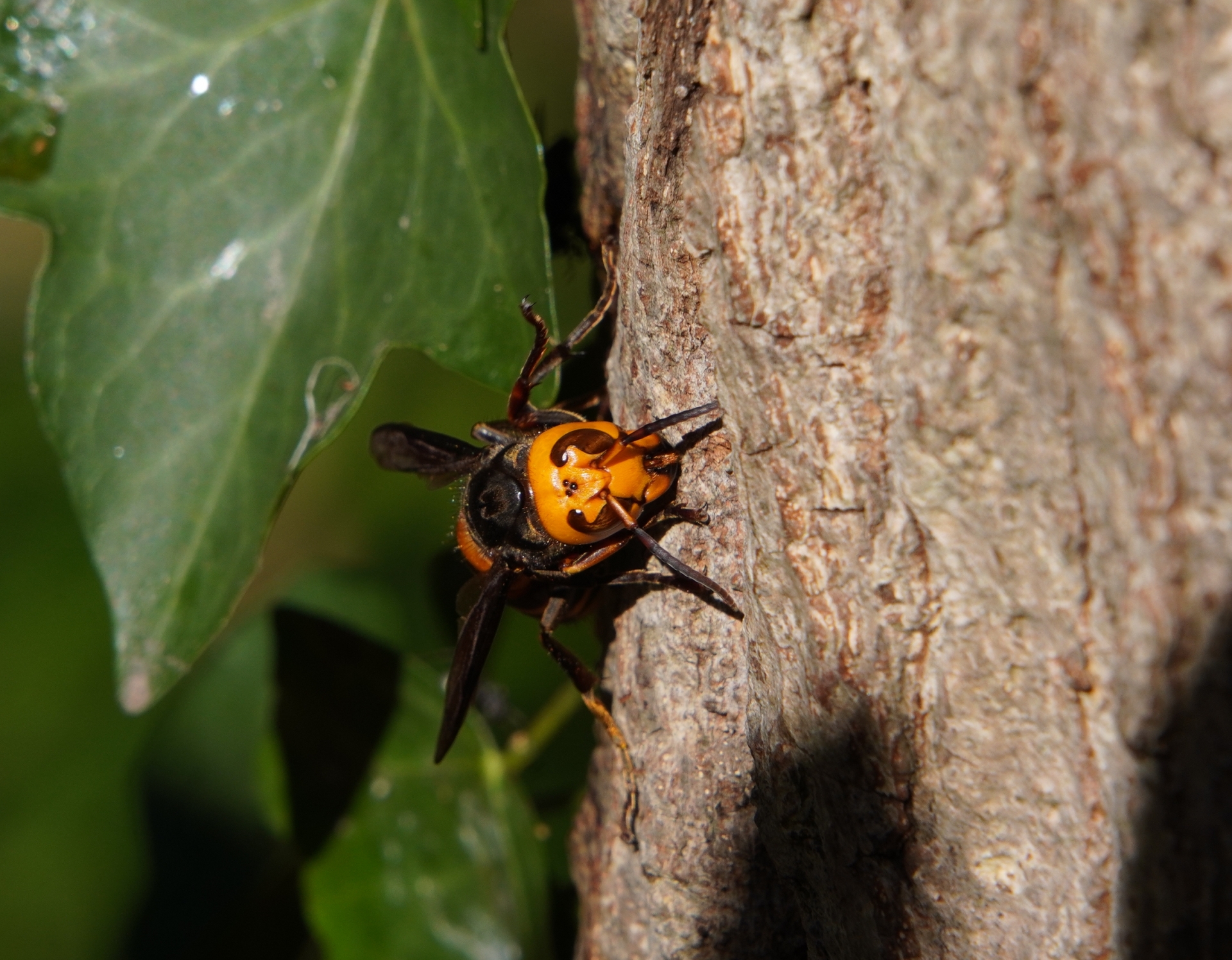 【種類別】スズメバチの秋の過ごし方