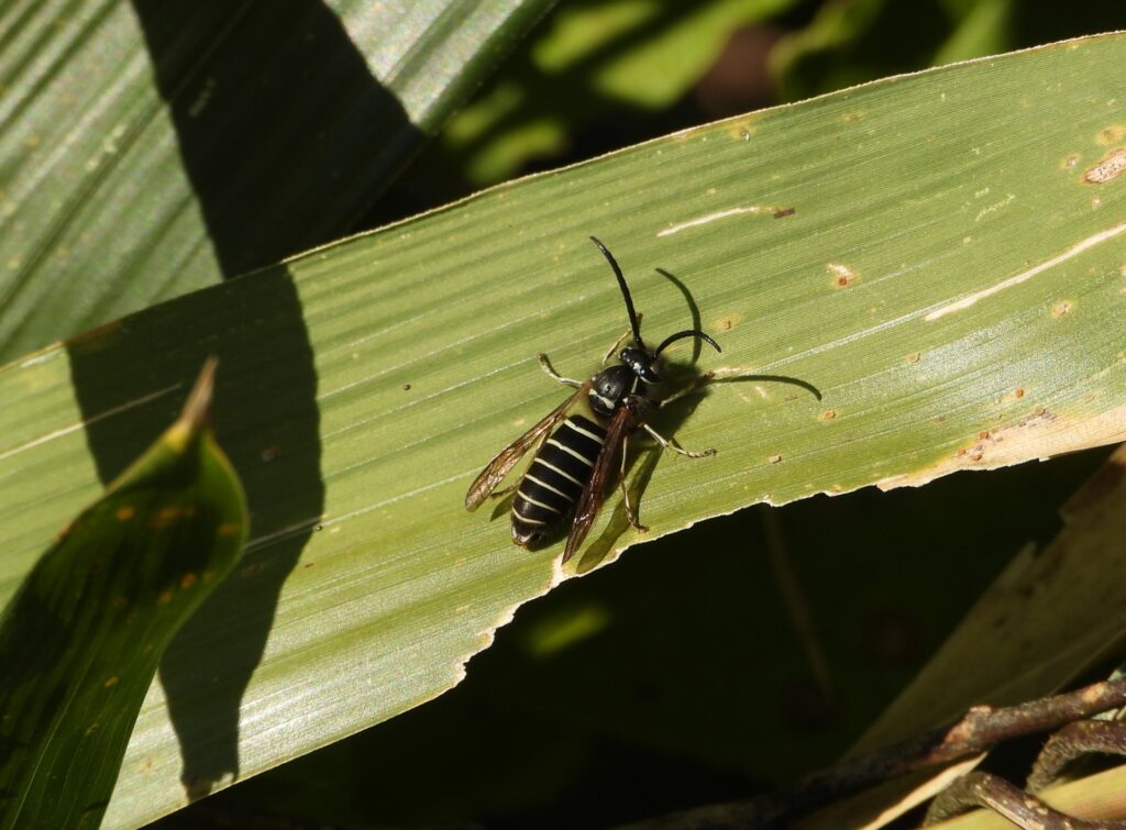 クロスズメバチを発見した時の対処法