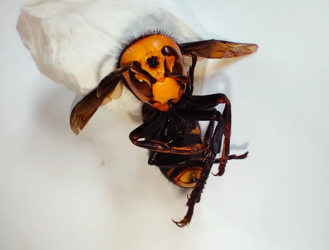 スズメバチに刺されないための方法